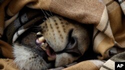 Un lion, aux yeux bandés, dans la réserve privée de Phinda, en Afrique du Sud, le 29 juin 2015.