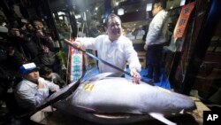 Kiyoshi Kimura, center, president of Kiyomura Co., poses with the bluefin tuna he bought at the annual New Year auction, at his Sushi Zanmai restaurant near Tsukiji fish market in Tokyo, Jan. 5, 2018. This year's top per kilogram price, for a smaller tuna