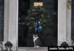 Larry si kucing Downing Street duduk di tangga luar nomor 10, di pusat kota London pada 30 November 2022. (Foto: AFP/Justin Tallis)