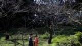 یک زوج جوان ژاپنی در حال گرفتن عکس برای آلبوم عروسی&zwnj;شان در پارک &laquo;کیو شیبا ریکیو&raquo; در توکیو