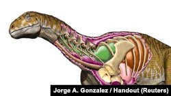 Reconstruction of the sauropodomorph dinosaur Ingentia prima showing an improved avian-like respiratory system with developed cervical air sacs (green structure) in this handout image provided July 9, 2018. 