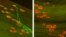 Images of axon regeneration in mice two weeks after injury to the hind leg’s sciatic nerve. On the left, axons (green) of a normal mouse have regrown to their targets (red) in the muscle. On the right, a mouse lacking DLK shows no axons have regenerated, 