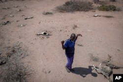 El pastor Yusuf Abdullahi pasa junto a los cadáveres de sus cuarenta cabras que murieron de hambre en Dertu, condado de Wajir, Kenia, el 24 de octubre de 2021. [Foto: Archivo/ AP].