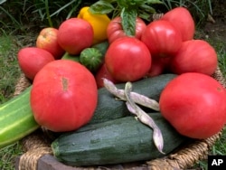 this Aug.  12, 2020, image provided by Jessica Damiano shows a harvest of homegrown vegetables in Glen Head, NY (Jessica Damiano via AP)