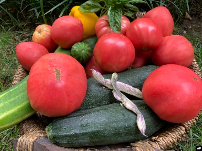 This Aug. 12, 2020, image provided by Jessica Damiano shows a harvest of homegrown vegetables in Glen Head, N.Y. (Jessica Damiano via AP)