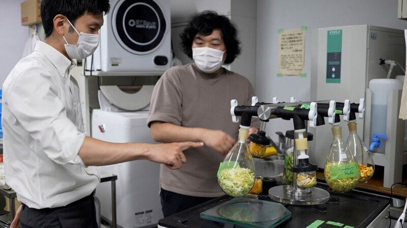 Japan’s New Edible Cement