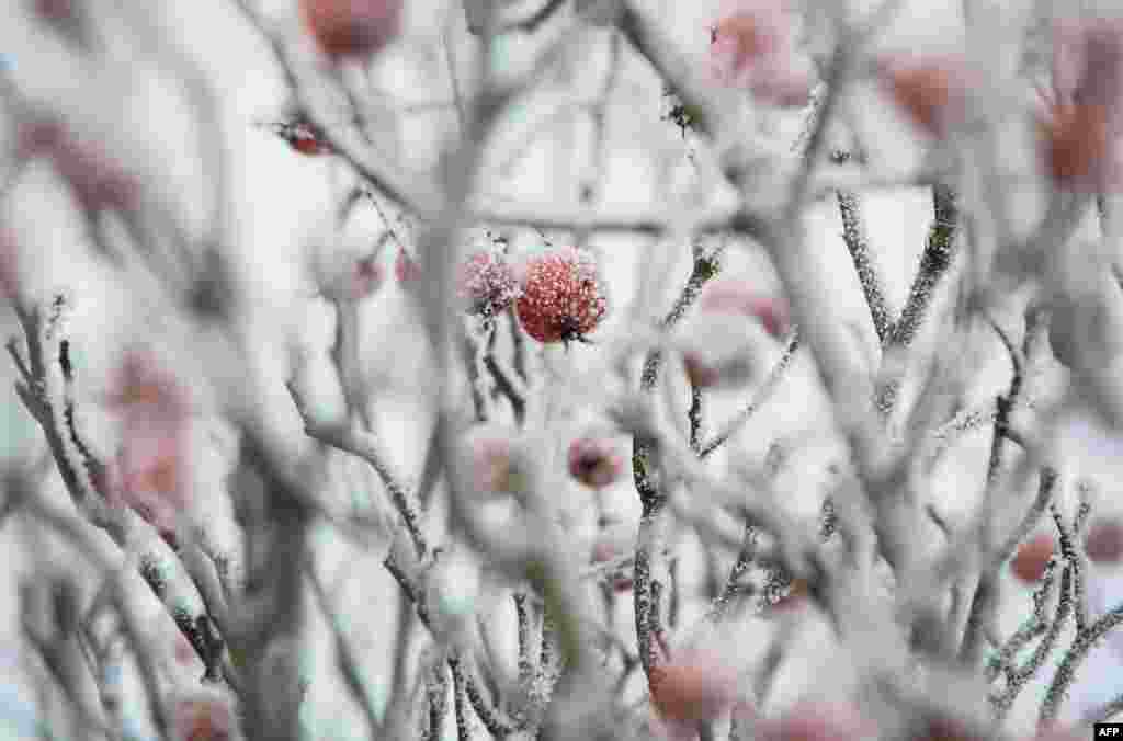 Rose hips are covered in frost in Weschnitz near Reichelsheim, western Germany.