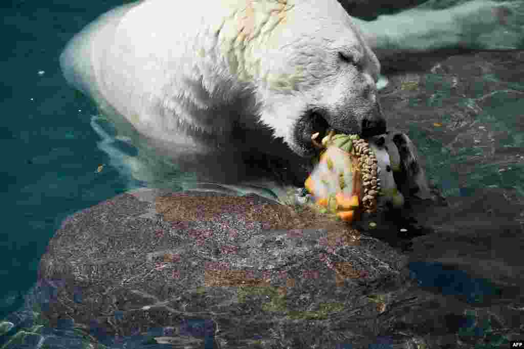 &nbsp;خرس قطبی در یک باغ وحش در فرانسه برای خنک&nbsp; شدن و رهایی از گرما میوه های یخ زده می خورد. &nbsp;
