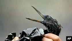 Exxon Valdez Oil Spill, March 24, 1989
