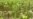 Plants Weaken Without Insects Bugging Them