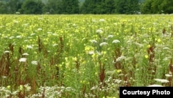 Des fleurs primevères jaunes traitées avec de l'insecticide. (Crédit: Anurag Agrawal)