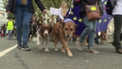 CIENCIA/SALUD: Conciencia animal para proteger salud y bienestar de los animales