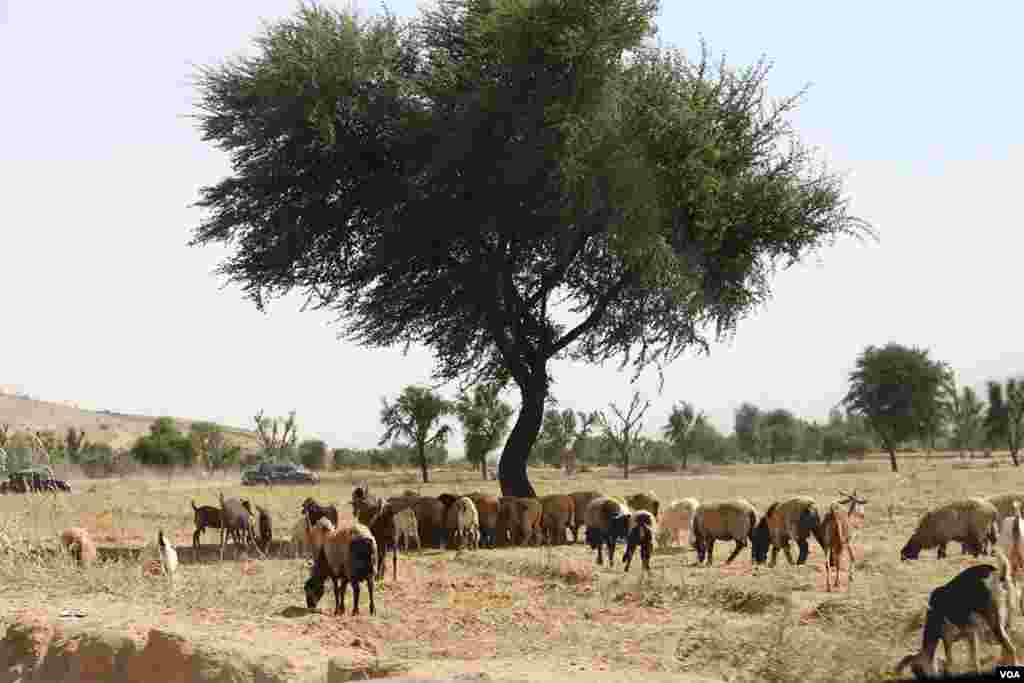 کھیرتھر نیشنل پارک کا ایک چراگاہ