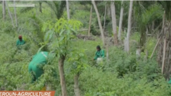 Projets agricoles au Cameroun: 2 000 jeunes formés