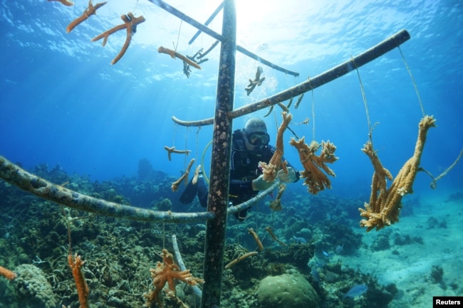 Professional diver and coral reef conservationist Luis Muino cleans the coral where it is grown from underwater plant material in Playa Coral beach, Cuba on April 29, 2022. (REUTERS/Alexandre Meneghini)