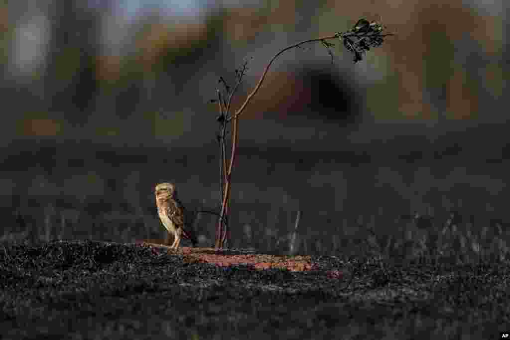 An owl stands in a field after a fire in a savanna area near the neighborhood Jardim Mangueiral, 20 km from Brasilia, Brazil, Sept. 17, 2019.