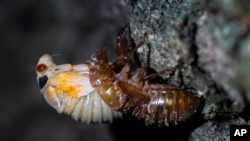 An adult cicada sheds its nymphal skin on the bark on an oak tree, Tuesday, May 4, 2021, on the University of Maryland campus in College Park, Md.