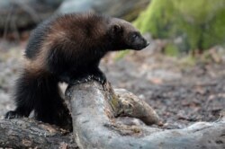 FILE - A wolverine makes its first public appearance at the Animal Park of Sainte-Croix in Rhodes, eastern France, Jan. 28, 2016.