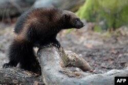 FILE - A wolverine makes its first public appearance at the Animal Park of Sainte-Croix in Rhodes, eastern France, Jan. 28, 2016.