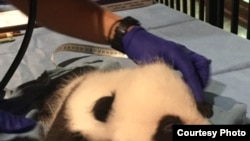 Bei Bei el panda se despide de Washington DC