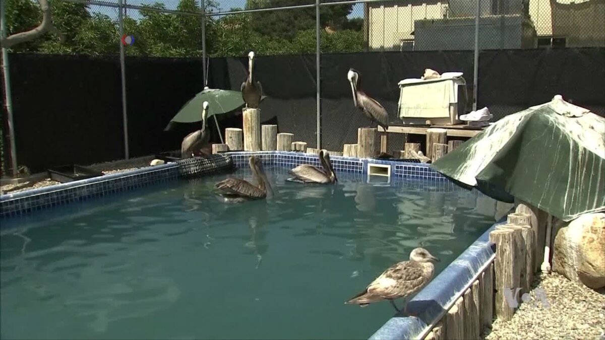 Deadly Algae Blooms Threaten California Wildlife