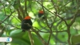 Zoocriaderos: santuarios de conservación de especies en extinción en Panamá