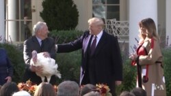 US Presidents Traditionally Pardon Turkeys Ahead of Thanksgiving Holiday