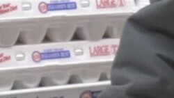 Սալմոնելոզից պաշտպանվելու նոր եղանակ