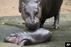 FILE - Two-month-old baby hippo Moo Deng and her mother Jona are seen at the Khao Kheow Open Zoo in Chonburi province, Thailand, , Sept. 19, 2024. (AP Photo/Sakchai Lalit, File)