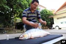 This undated photo provided by Chhut Chheana shows a researcher working on a giant salmon carp Aaptosyax grypus rediscovered in Cambodia. (Chhut Chheana/Wonders of the Mekong via AP)