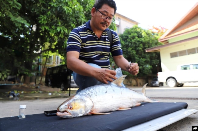 This undated photo provided by Chhut Chheana shows a researcher working on a giant salmon carp Aaptosyax grypus rediscovered in Cambodia. (Chhut Chheana/Wonders of the Mekong via AP)