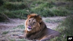 A male lion is seen during the annual wildlife count at Lewa Wildlife Conservancy, Northern Kenya, Feb. 27, 2025.