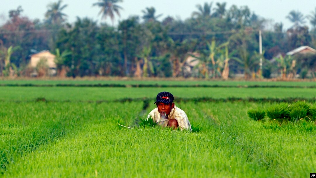 Seorang petani bekerja di sawah di Naypyitaw, Myanmar, Jum’at, 2 Maret 2018 (foto: AP Photo/Aung Shine Oo)