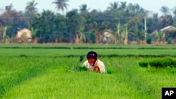 Seorang petani bekerja di sawah di Naypyitaw, Myanmar, Jum’at, 2 Maret 2018 (foto: AP Photo/Aung Shine Oo)