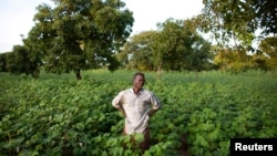 Cotton farmer Karim Traore, 29, surveys his cotton field outside Koutiala August 30, 2012.