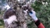 Зняти кота з дерева: як працює служба порятунку котів в Сіетлі. Відео