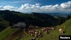 瑞士西部的高山草场