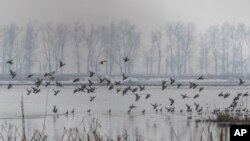 Burung-burung yang bermigrasi terbang di atas air yang membeku di lahan basah di Hokersar, utara Srinagar, Kashmir yang dikuasai India, Jumat, 22 Januari 2021. (AP Photo/Dar Yasin)