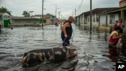 Un residente guía a su cerdo por una calle inundada tras el paso del huracán Helene, en Batabanó, provincia de Mayabeque, Cuba, el jueves 26 de septiembre de 2024.