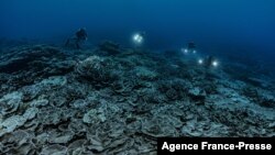 This handout picture taken on December 12, 2021 by French Photographer Alexis Rosenfeld shows a newly-discovered reef of giant rose-shaped corals at a depth of over 30 meters off Tahiti, in French Polynesia. -