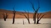 Arbres morts dans le désert de sel de Sosusvlei en Namibie,14 mai 2015. 