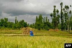 (FILES) In this file photo taken on June 2, 2023, a farmer reaps in a rice field on the outskirts of Srinagar.