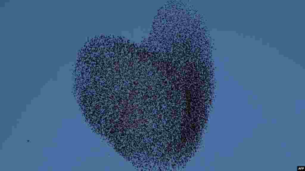 Un troupeau d'étourneaux migrateurs est apperçu effectuant la volée traditionnelle de danse&nbsp; avant d'atterrir pour dormir au coucher du soleil près du village sud d'Israël Tidhar, dans le nord du désert du Néguev israélien, le 12 Février 2014.