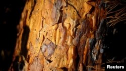 A photo shows a dead pine tree affected by bark beetles near the town of Breznik, Bulgaria, Sept. 8, 2016.