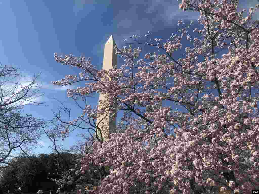 3月31日复活节周末，华盛顿樱花开始盛放，游人如织。