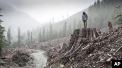 'If a Tree Falls' explores whether radical environmental activists trying to prevent corporations from destroying the land are freedom fighters or domestic terrorists.