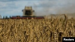 FILE PHOTO: Wheat harvesting in Kyiv region amid Russia's attack on Ukraine