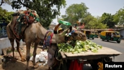 Seorang pria menuangkan air ke untanya saat hari panas di Ahmedabad, India. (Foto:Dok)