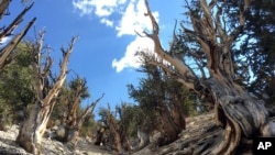 Gnarled, bristlecone pine trees grow in the White Mountains east of Bishop, Calif., July 11, 2017. Limber pine is beginning to colonize areas of the Great Basin once dominated by bristlecones.