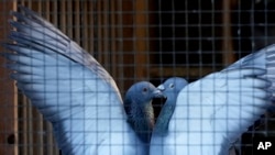 Two pigeons play in their loft in Ranst, Belgium, Jan. 13, 2025. 